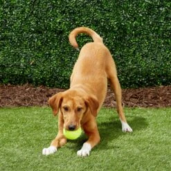 Frisco Fetch Squeaky Tennis Ball Dog Toy 14 Frisco Fetch Squeaky Tennis Ball Dog Toy -Frisco 152803 PT6. AC SS1800 V1691776652