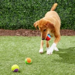 Frisco Fetch Squeaking Colorful Tennis Ball Dog Toy 14 Frisco Fetch Squeaking Colorful Tennis Ball Dog Toy -Frisco 152846 PT6. AC SS1800 V1691776651