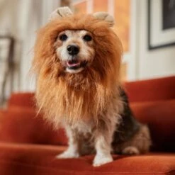 Frisco Lion Mane Dog & Cat Costume -Frisco 158732 PT7. AC SS1800 V1691686202