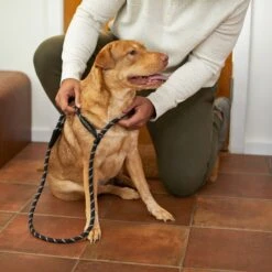 Frisco Reflective Rope Slip Lead Dog Leash 11 Frisco Reflective Rope Slip Lead Dog Leash -Frisco 221212 PT4. AC SS1800 V1699388234