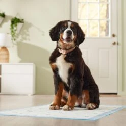Frisco Premium Giant Printed Dog Training & Potty Pads, 27.5 X 44-in, Unscented -Frisco 227472 PT6. AC SS1800 V1674663313