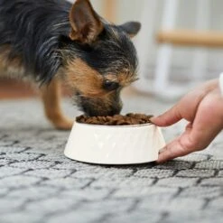 Frisco Hammered Melamine Stainless Steel Dog Bowl -Frisco 232083 PT7. AC SS1800 V1692989464