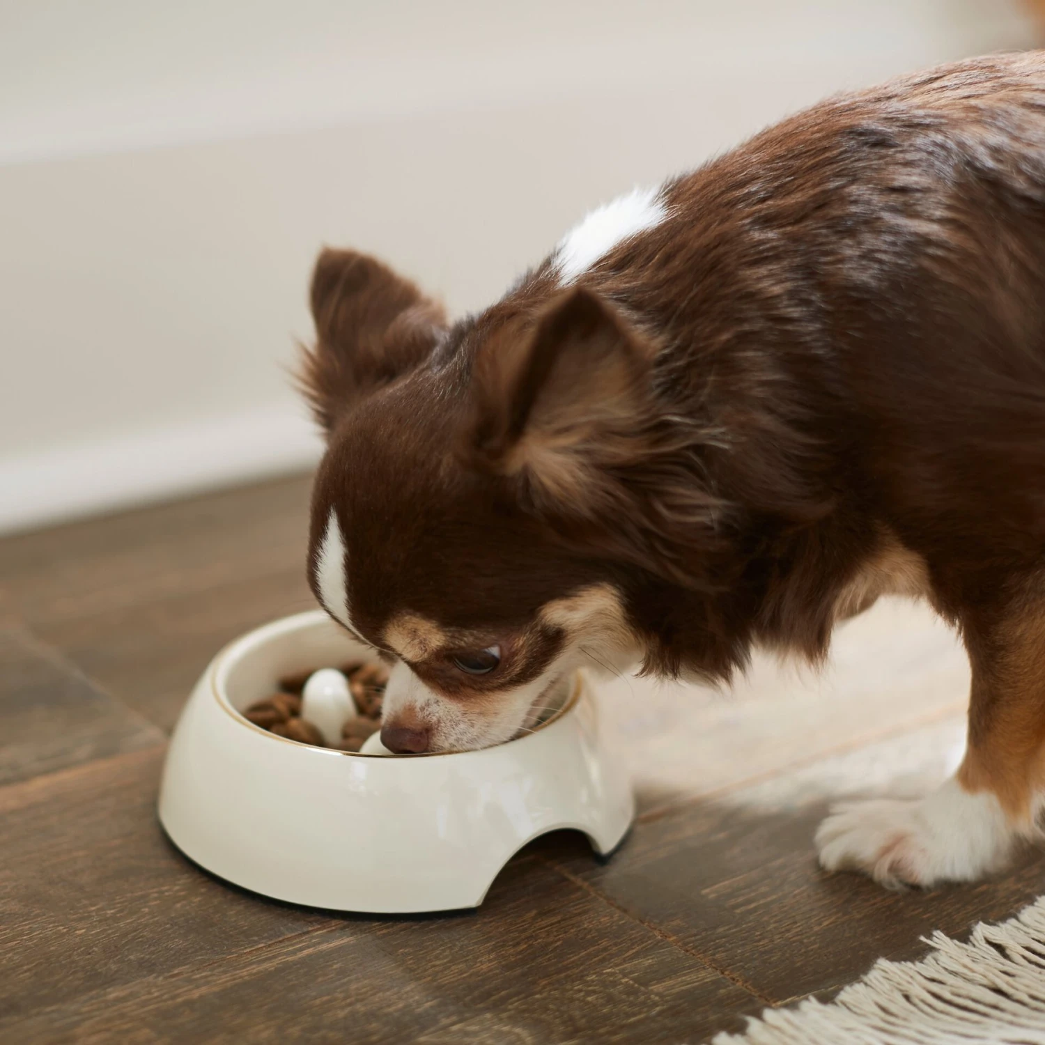 Frisco Melamine Slow Feed Dog & Cat Bowl With Gold Trim 5 Frisco Melamine Slow Feed Dog & Cat Bowl With Gold Trim - Image 3