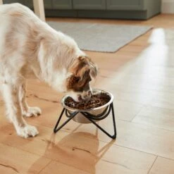 Frisco Triangle Iron Non-Skid Elevated Dog & Cat Bowl -Frisco 257155 PT5. AC SS1800 V1692987369