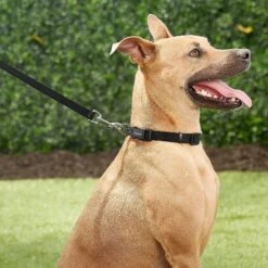 Frisco Solid Nylon Personalized Dog Leash -Frisco 270716 PT6. AC SS1800 V1628029678