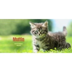 Frisco Basic Insulated Stainless Steel Personalized Mug, 10-oz -Frisco 271225 PT2. AC SS1800 V1620401826