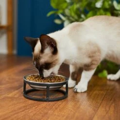 Frisco Elevated Stainless Steel Dish Cat Bowl, 1 Cup 12 Frisco Elevated Stainless Steel Dish Cat Bowl, 1 Cup -Frisco 277517 PT3. AC SS1800 V1630347977
