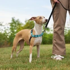 Frisco Padded Reflective No Pull Harness 11 Frisco Padded Reflective No Pull Harness -Frisco 277892 PT4. AC SS1800 V1629816716