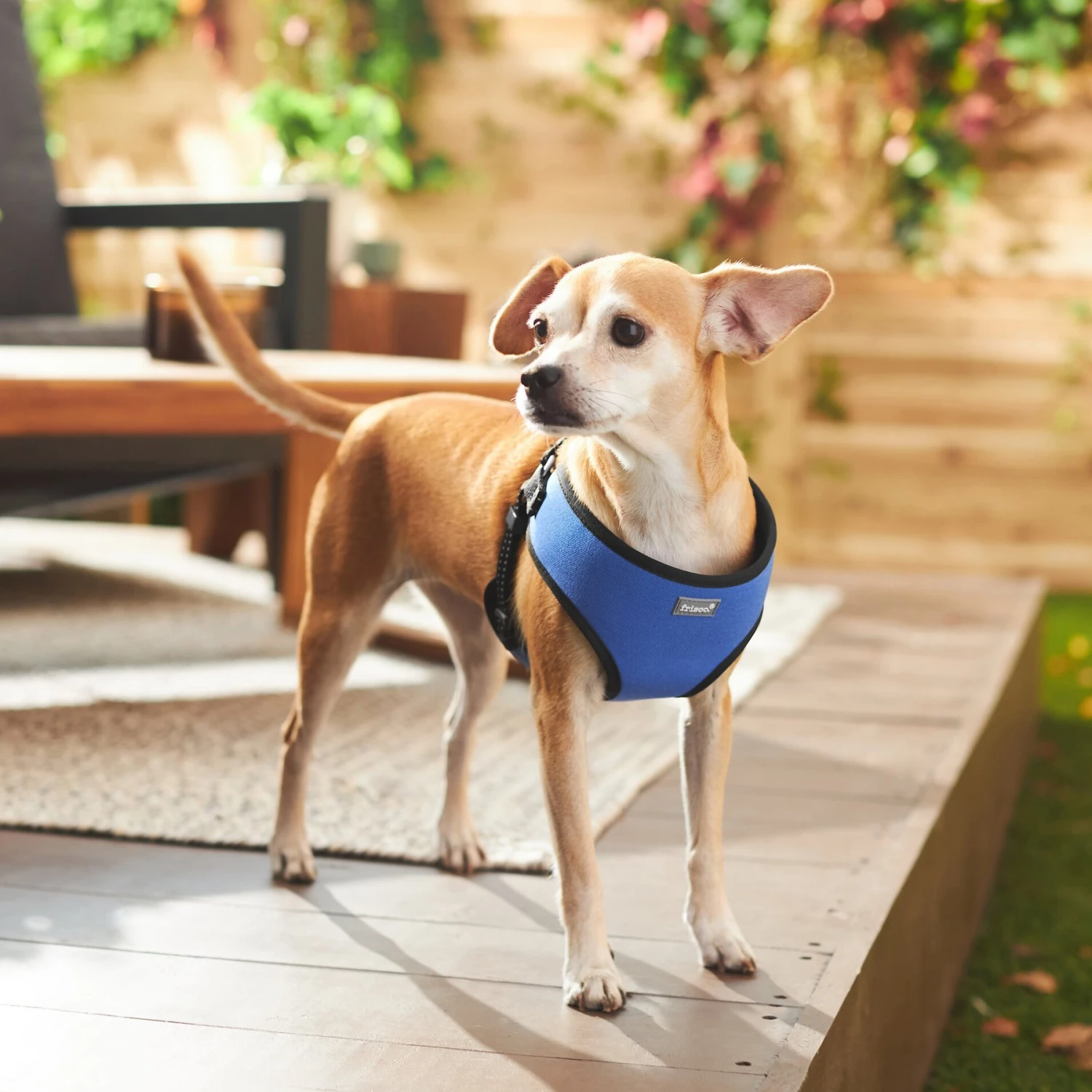 Frisco Padded Step-In Harness 7 Frisco Padded Step-In Harness - Image 5