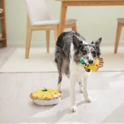 Frisco Brunch Quiche 2-in-1 Plush Squeaky Dog Toy -Frisco 297248 PT3. AC SS1800 V1642089163