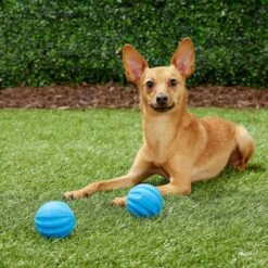 Frisco Neoprene Dog Life Jacket & Frisco Foam Rubber Floating Fetch Ball No Squeak Dog Toy -Frisco 303480 PT7. AC SS1800 V1623064950