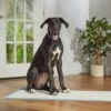 Frisco Giant Non-Skid Ultra Premium Dog Training & Potty Pads -Frisco 309754 MAIN. AC SS1800 V1674665284