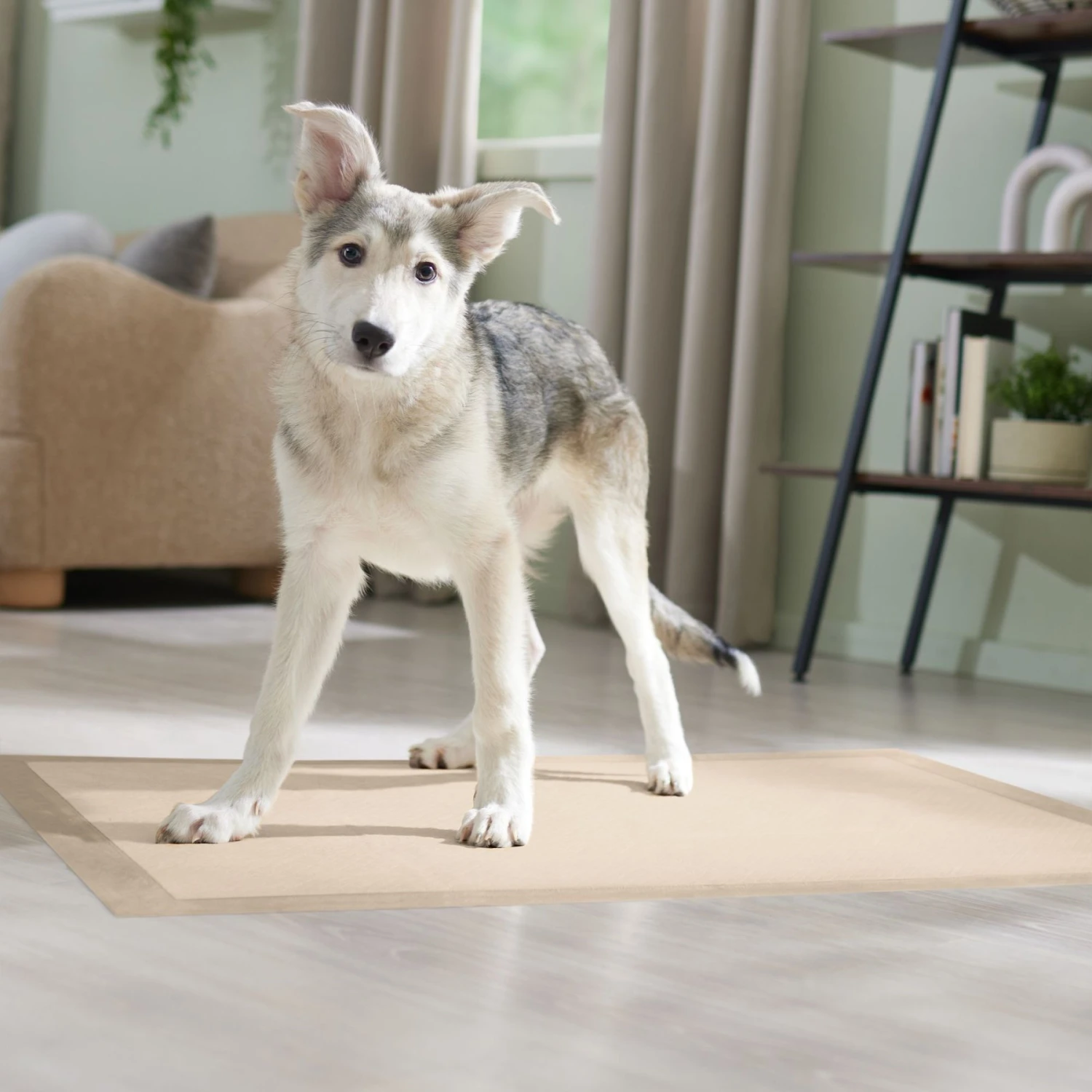 Frisco Giant Eco-Conscious Dog Training & Potty Pads 9 Frisco Giant Eco-Conscious Dog Training & Potty Pads - Image 7