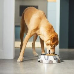 Frisco Animal Design Stainless Steel Dog & Cat Bowl 12 Frisco Animal Design Stainless Steel Dog & Cat Bowl -Frisco 311960 PT2. AC SS1800 V1642542990