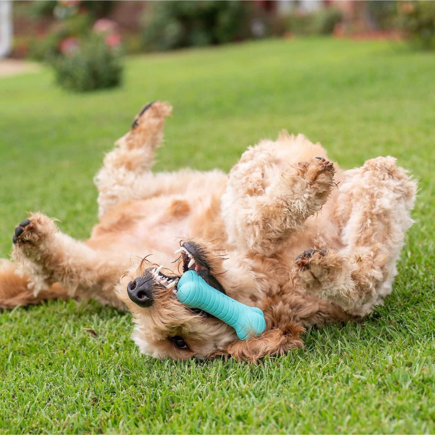 Frisco Fetch Squeaking Colorful Tennis Ball Dog Toy & Playology Scented Dual Layer Bone Dog Toy 9 Frisco Fetch Squeaking Colorful Tennis Ball Dog Toy & Playology Scented Dual Layer Bone Dog Toy - Image 7