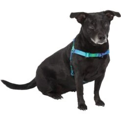 Frisco Green Ombre Style Dog Harness 9 Frisco Green Ombre Style Dog Harness -Frisco 324531 PT2. AC SS1800 V1642519055