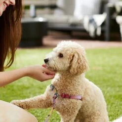 Frisco Pink Ombre Style Dog Harness -Frisco 324537 PT4. AC SS1800 V1642518514