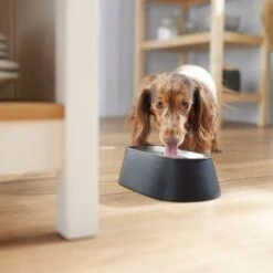 Frisco Long Eared Breed Stainless Steel Dog Bowl, Black, 2 Cup -Frisco 331530 PT2. AC SS1800 V1657656874