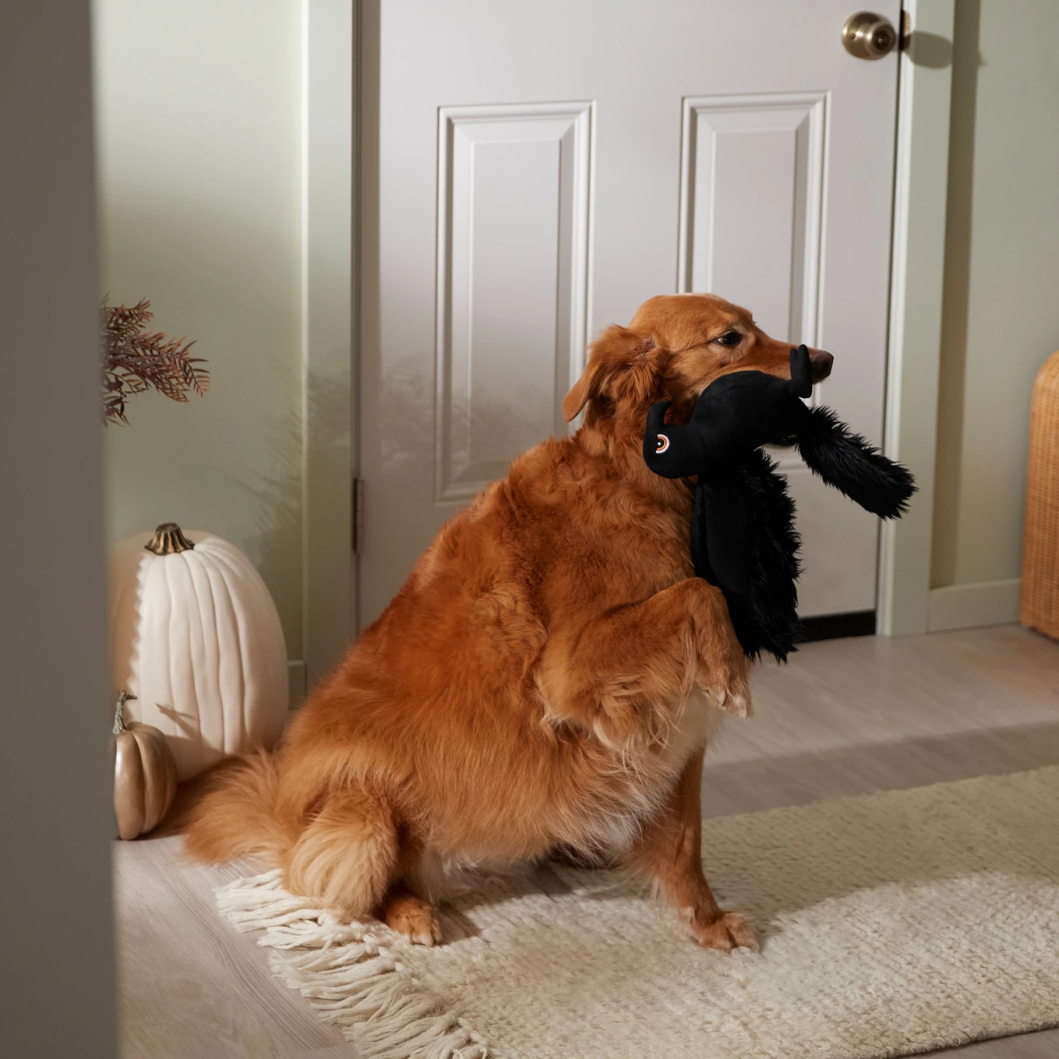 Frisco Halloween Crow Plush Squeaky Dog Toy 5 Frisco Halloween Crow Plush Squeaky Dog Toy - Image 3