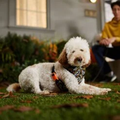 Frisco Halloween Over-The-Head Reflective Bat Wing Vest Harness 14 Frisco Halloween Over-The-Head Reflective Bat Wing Vest Harness -Frisco 347515 PT7. AC SS1800 V1657657091