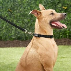 Frisco Solid Nylon Dog Leash + 4 Items 15 Frisco Solid Nylon Dog Leash + 4 Items -Frisco 623766 PT4. AC SS1800 V1662743050