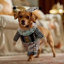 Frisco Front Walking Glitter Clown Dog & Cat Costume 18 Frisco Front Walking Glitter Clown Dog & Cat Costume -Frisco 707542 PT7. AC SS1800 V1689278717