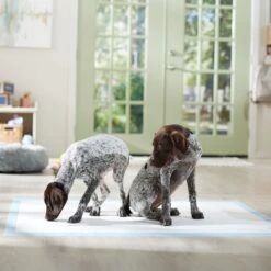 Frisco Mega Non-Skid Ultra Premium Dog Training & Potty Pads 15 Frisco Mega Non-Skid Ultra Premium Dog Training & Potty Pads -Frisco 793822 PT6. AC SS1800 V1683033862